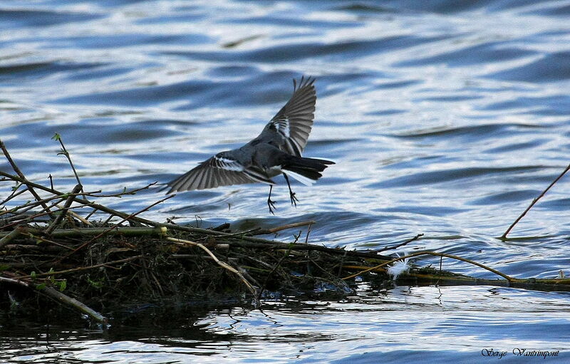 White Wagtail, Flight