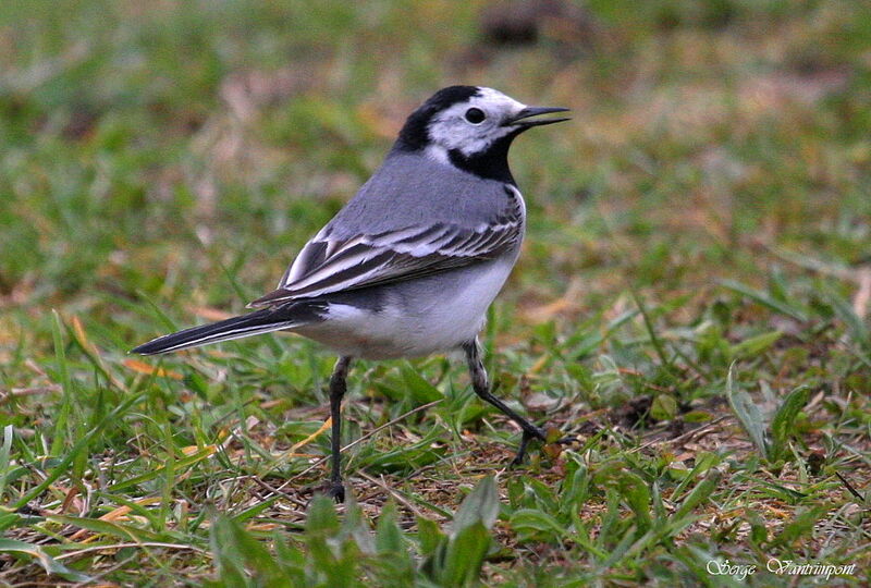 White Wagtail, Behaviour