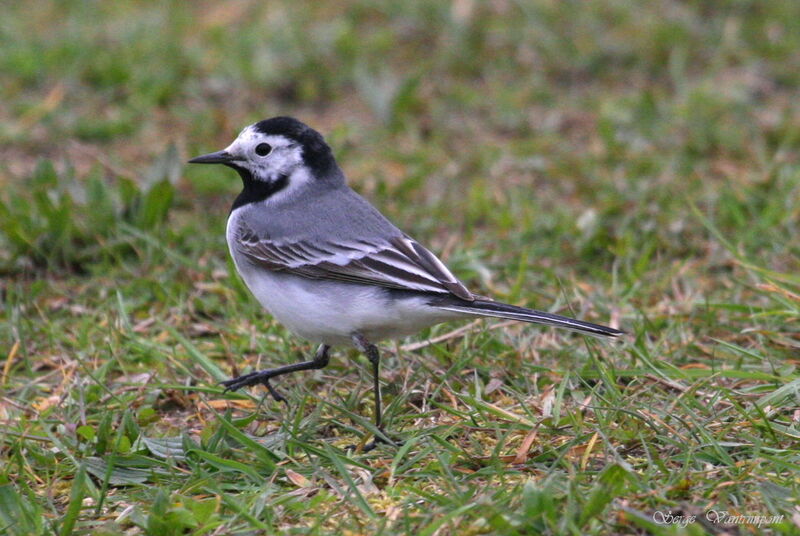 White Wagtail, Behaviour