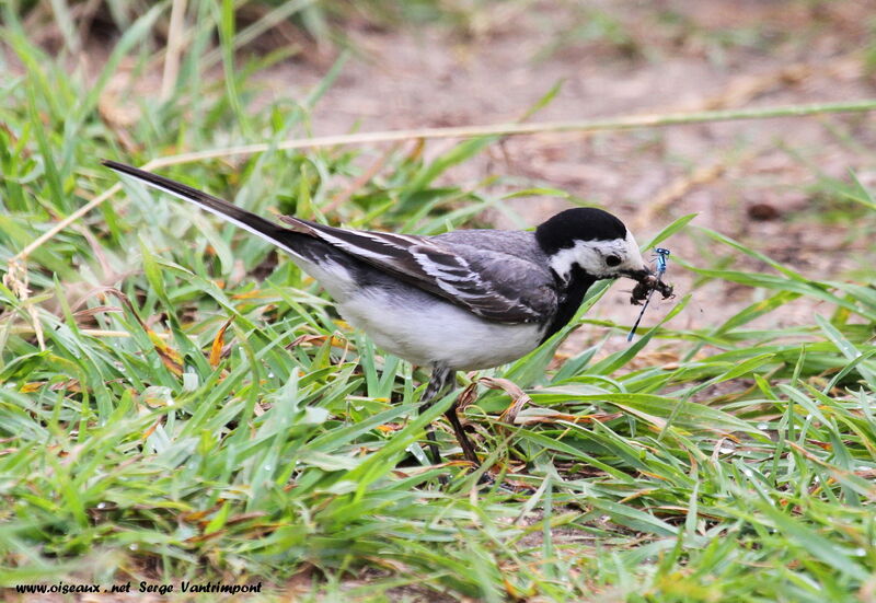 White Wagtailadult, feeding habits