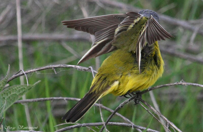 Western Yellow Wagtailadult, Behaviour