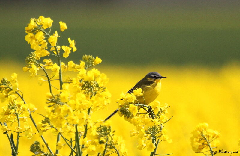 Western Yellow Wagtailadult, identification