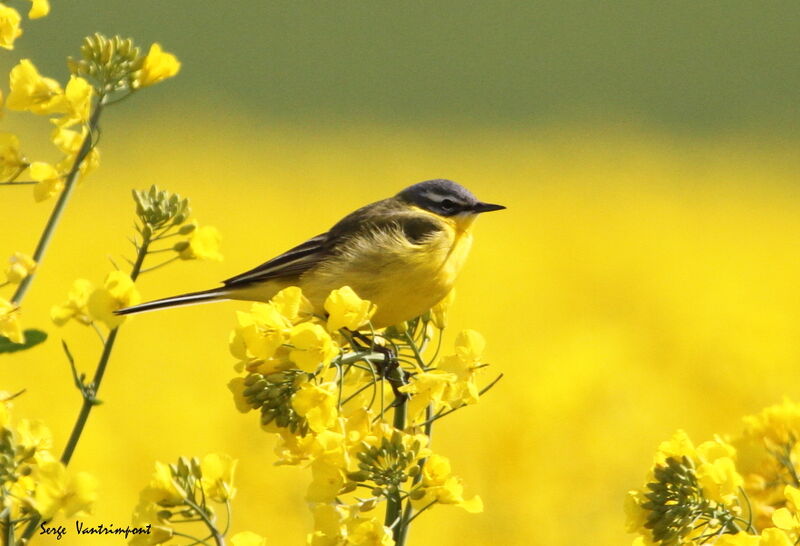 Western Yellow Wagtailadult, identification