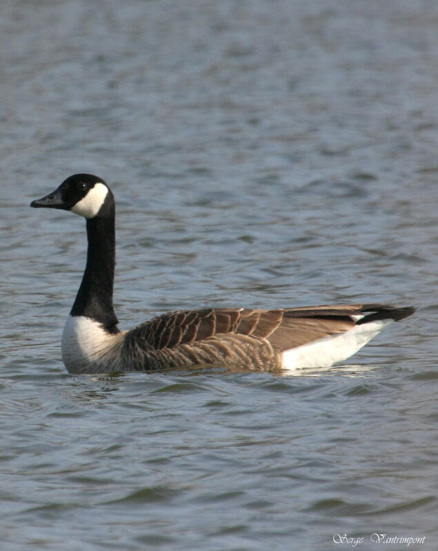 Canada Gooseadult post breeding, identification