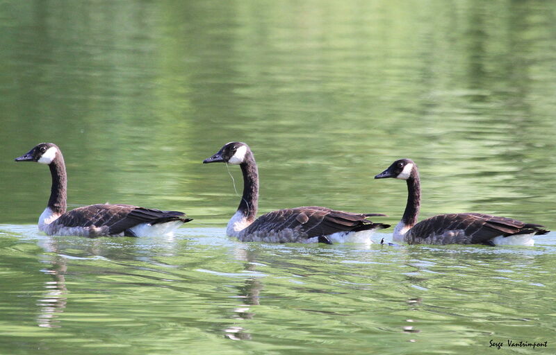 Canada Gooseadult, Flight