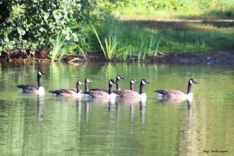 Canada Gooseadult, Flight