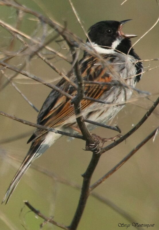 Common Reed Bunting male adult, song