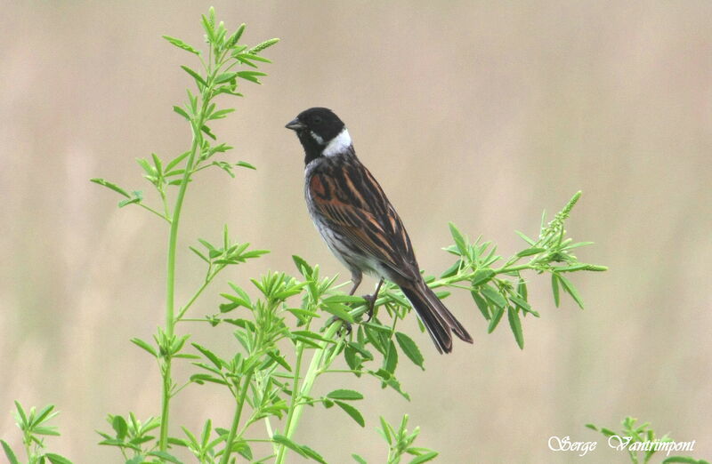 Common Reed Buntingadult, Reproduction-nesting