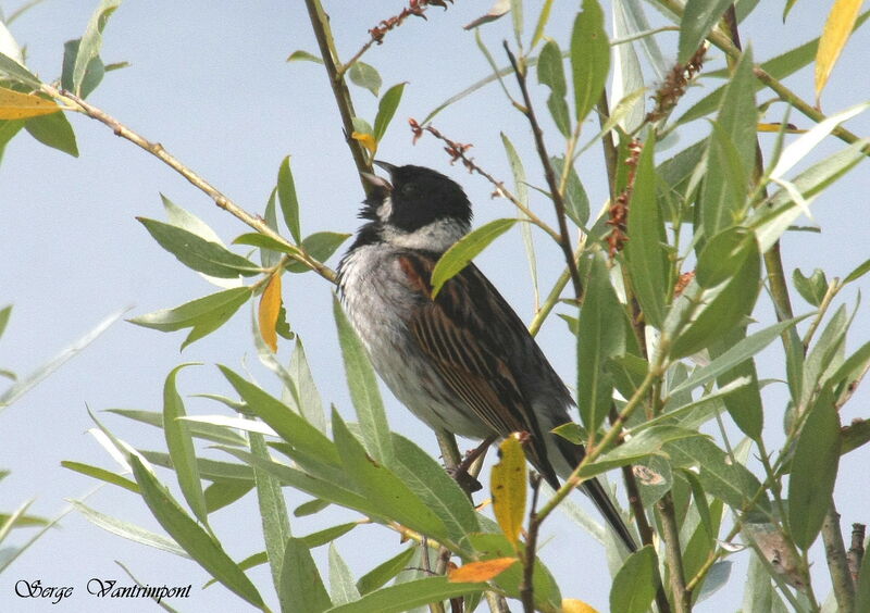 Common Reed Bunting, song