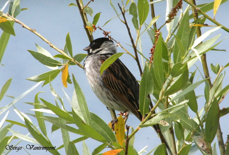 Common Reed Bunting, Behaviour