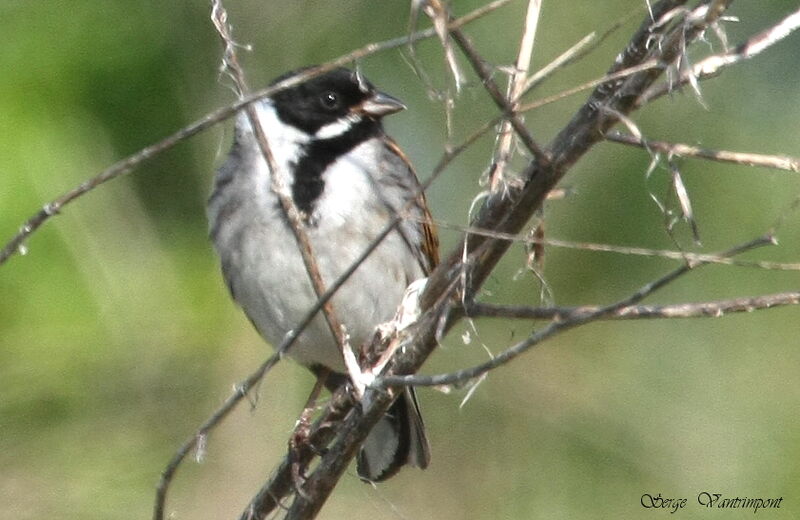 Common Reed Buntingadult, Behaviour