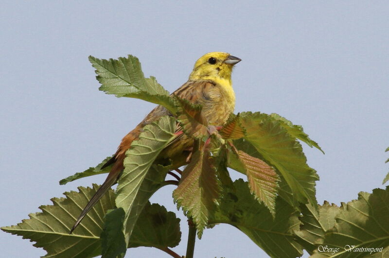 Yellowhammeradult, Behaviour