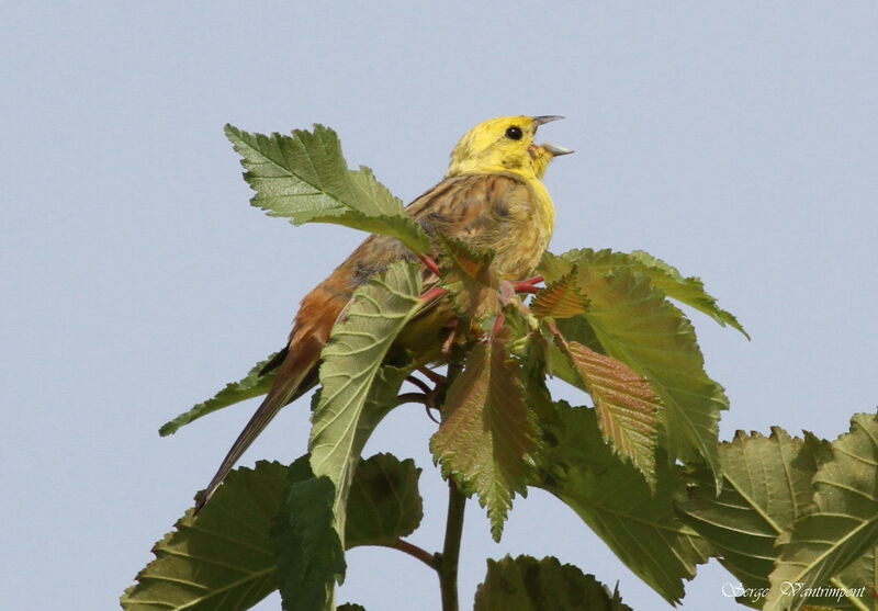 Yellowhammeradult, song