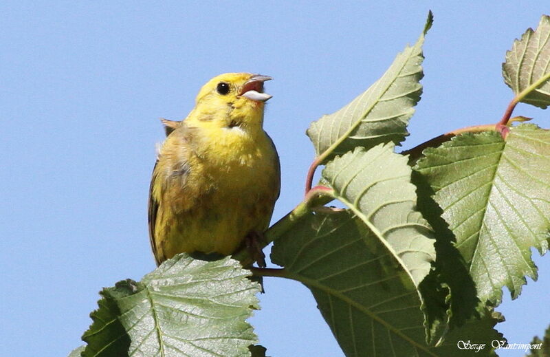 Yellowhammeradult, song