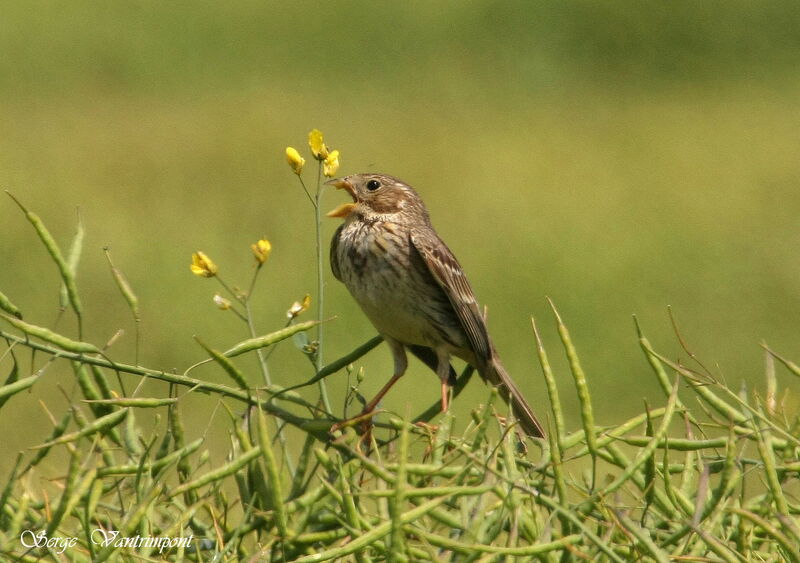 Corn Bunting, song