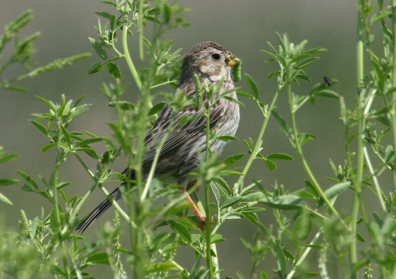 Corn Buntingadult, feeding habits