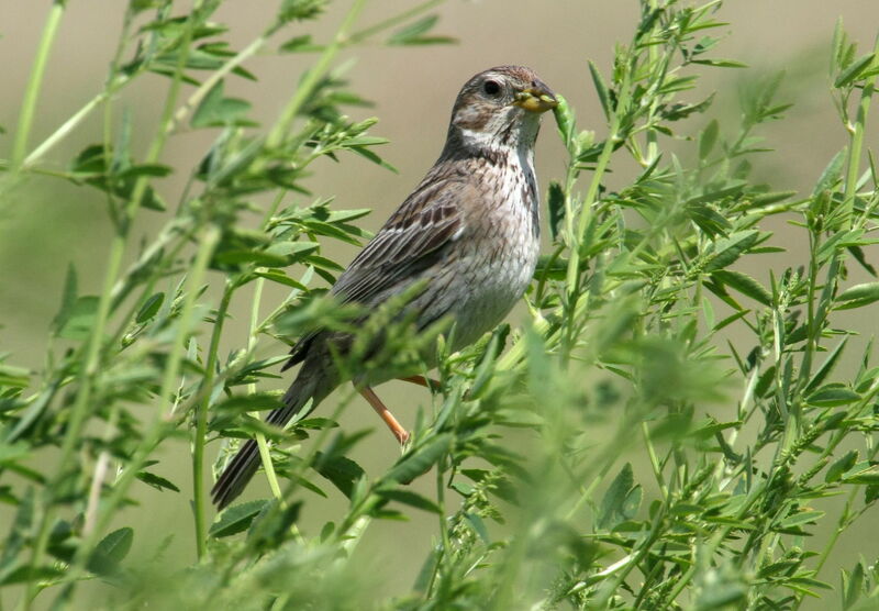 Corn Buntingadult, feeding habits