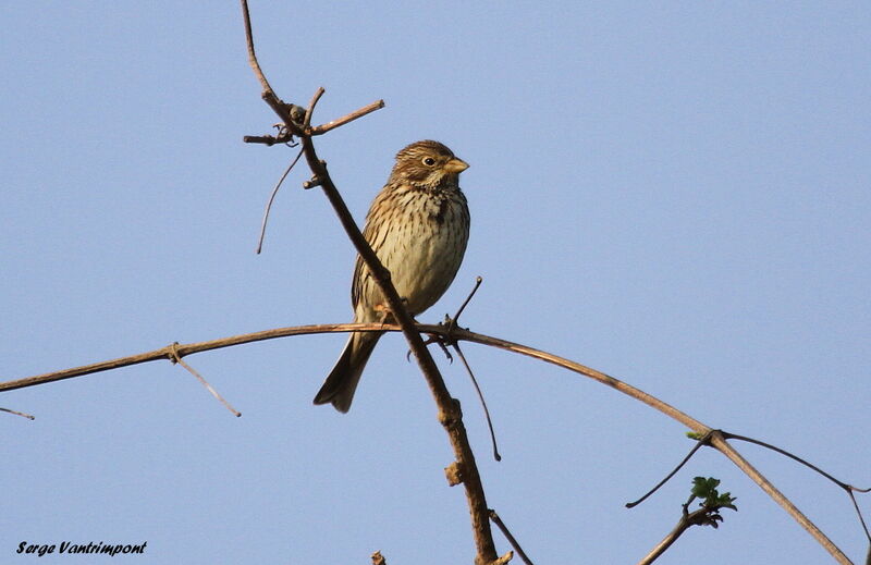 Corn Buntingadult, identification, Behaviour