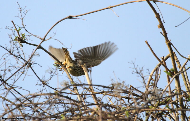 Corn Buntingadult, Flight