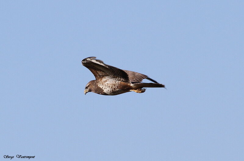 Common Buzzardadult, Flight