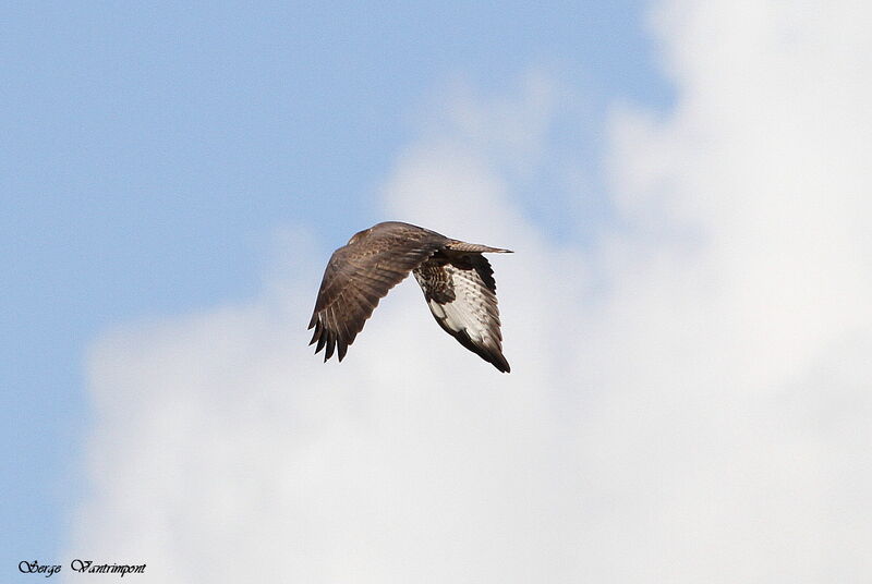 Common Buzzardadult, Flight