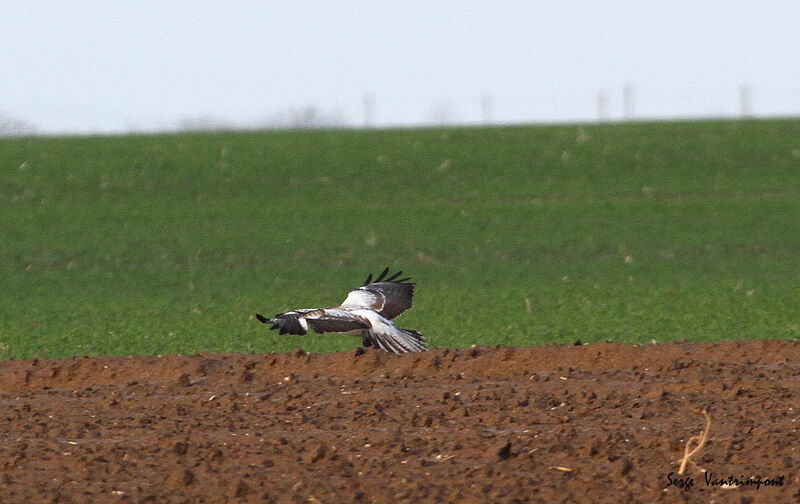 Common Buzzardadult, Flight