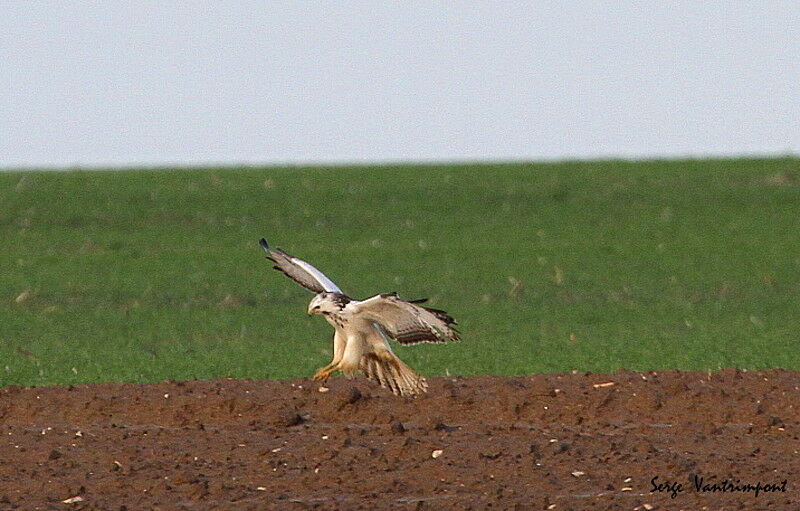 Common Buzzardadult, Flight