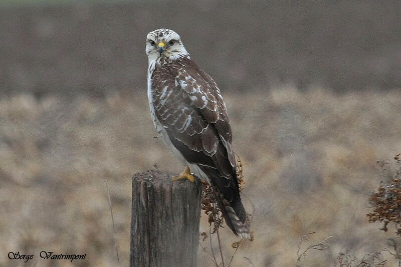 Common Buzzard, Behaviour