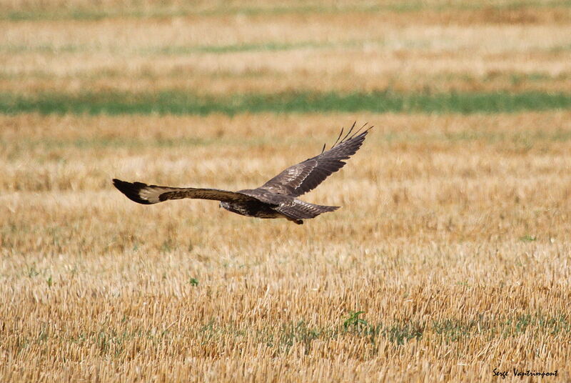 Buse variableadulte, identification