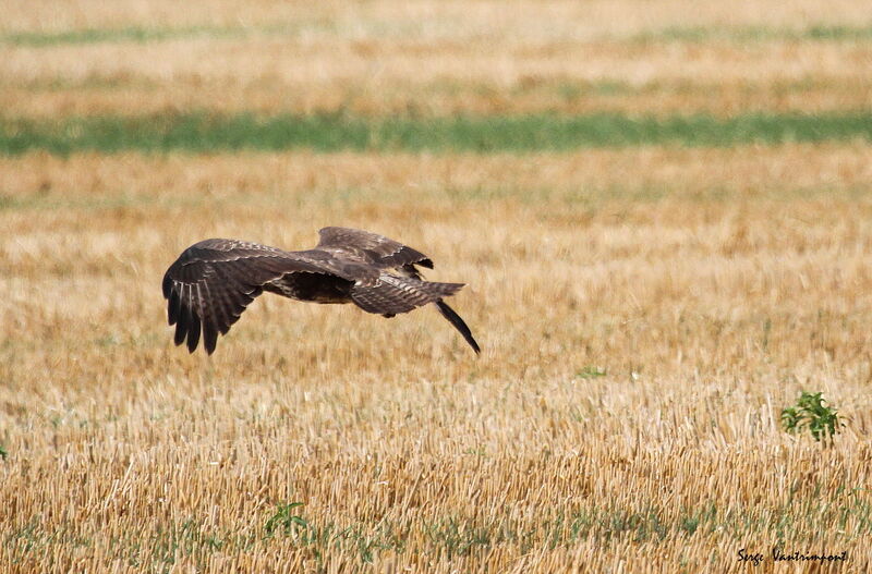 Common Buzzardadult, Flight