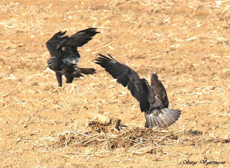 Common Buzzard, Behaviour