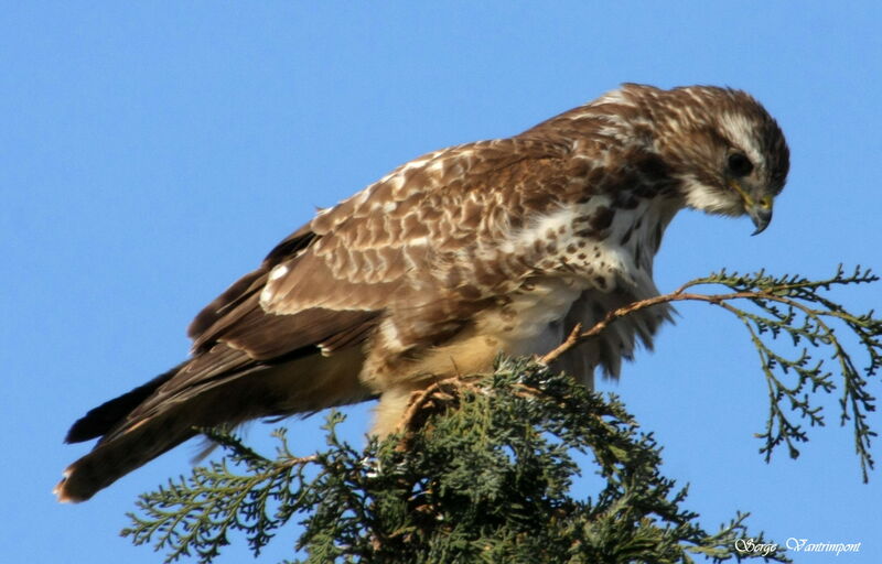 Common Buzzardadult, identification