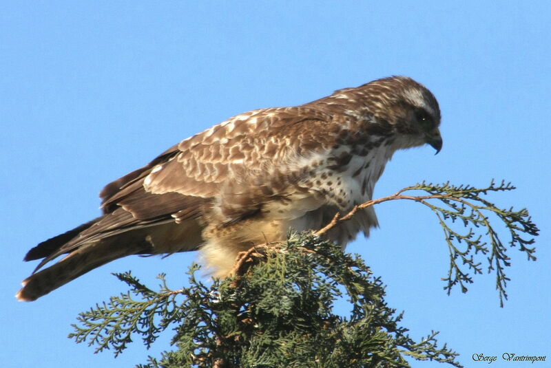 Common Buzzardadult post breeding, identification