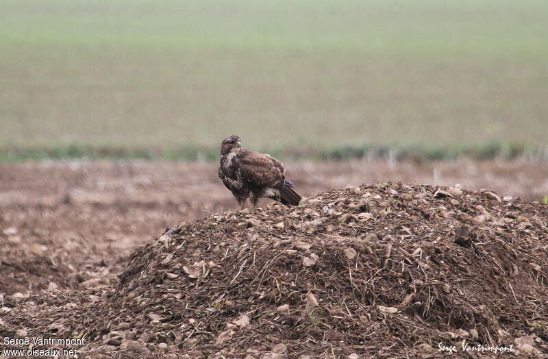 Buse variableadulte, habitat, pigmentation, pêche/chasse, Comportement