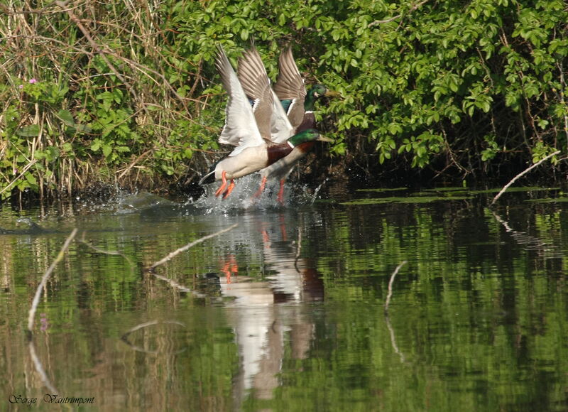 Canard colvert mâle adulte, Vol