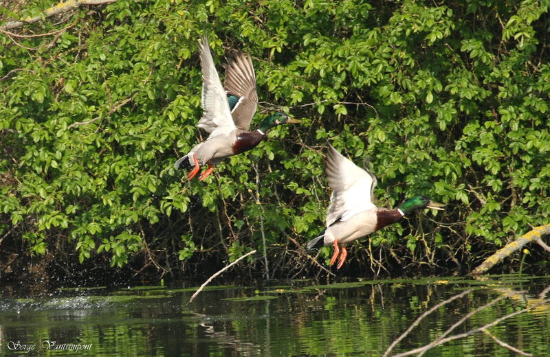 Canard colvert mâle adulte, Vol