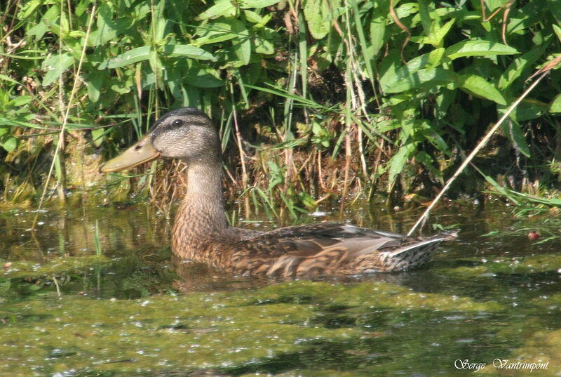 Mallard female adult, identification, Behaviour