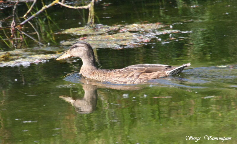 Mallard female adult, identification, Behaviour