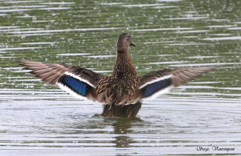 Mallard female adult, Flight