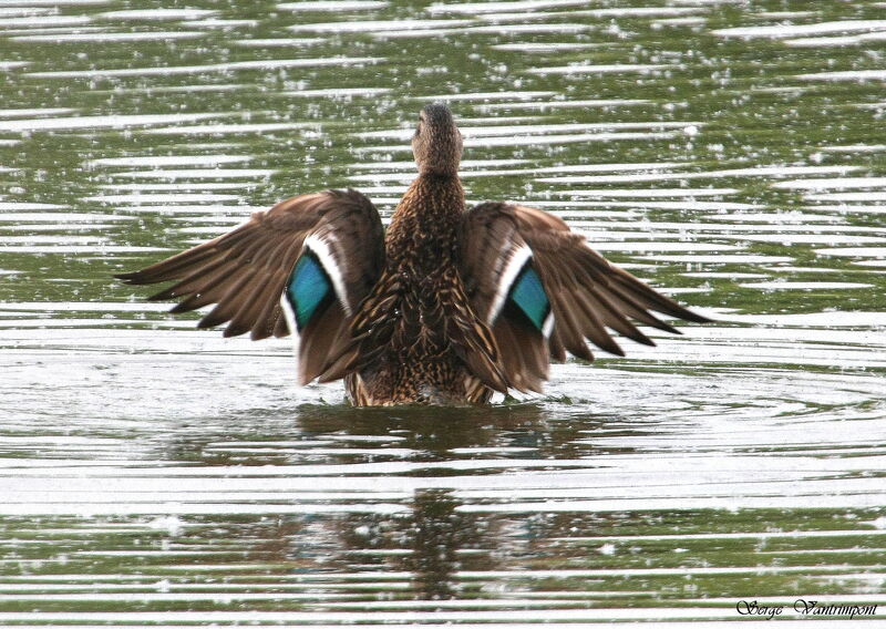 Canard colvert femelle adulte, Vol, Comportement