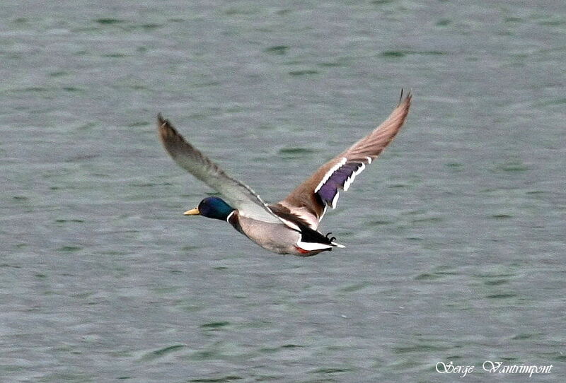 Canard colvert mâle adulte, Vol