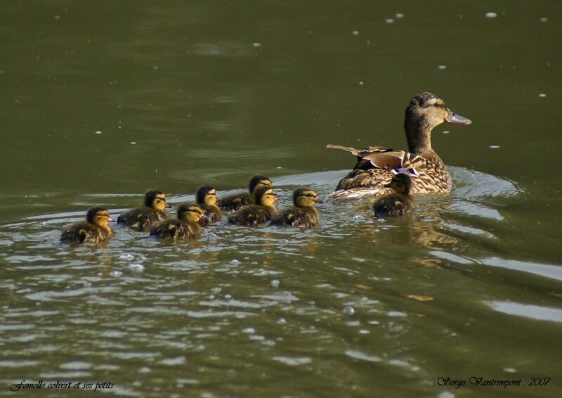 Mallard female First year, Reproduction-nesting, Behaviour