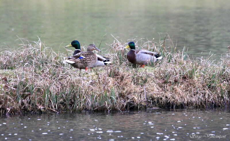 Mallard adult post breeding, Behaviour