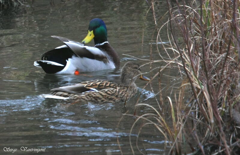 Canard colvert adulte internuptial, Comportement