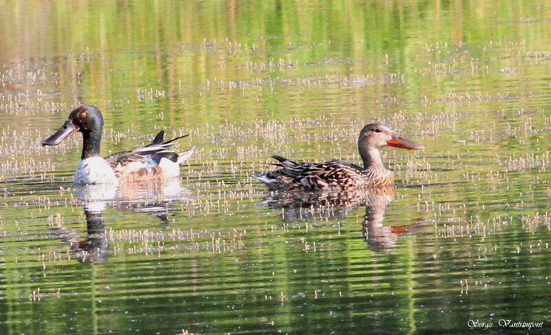 Canard souchet adulte, identification