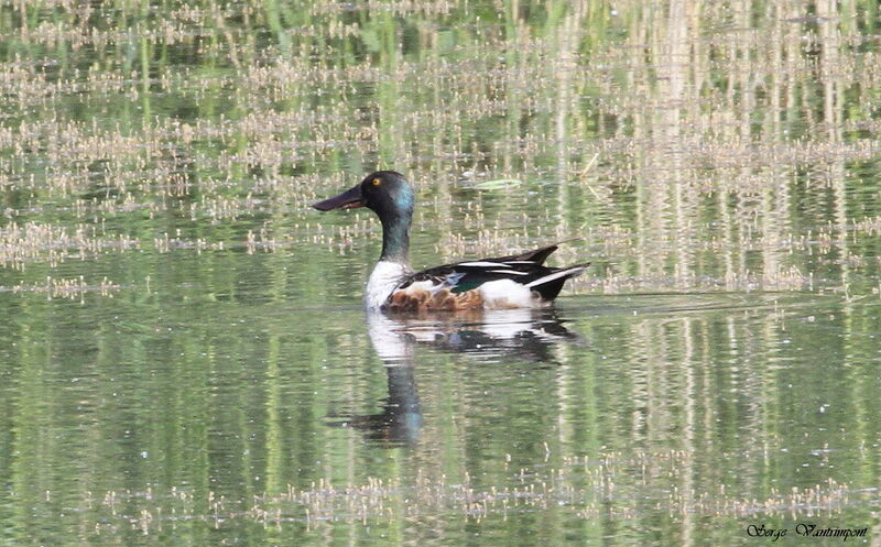 Canard souchet