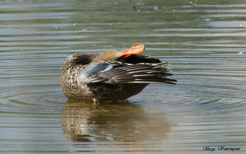 Canard souchet femelle adulte, Comportement