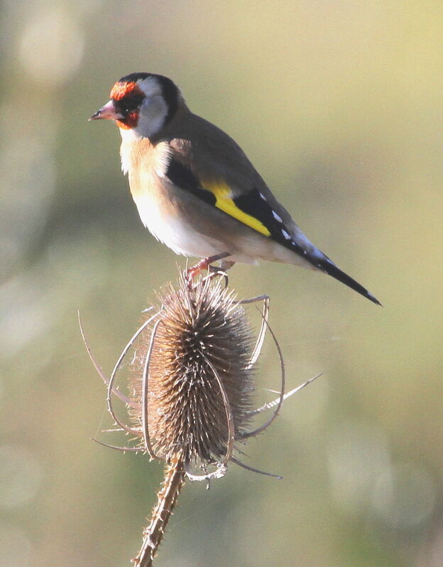 Chardonneret élégantadulte, Comportement