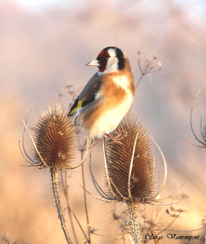 Chardonneret élégantadulte, régime, Comportement