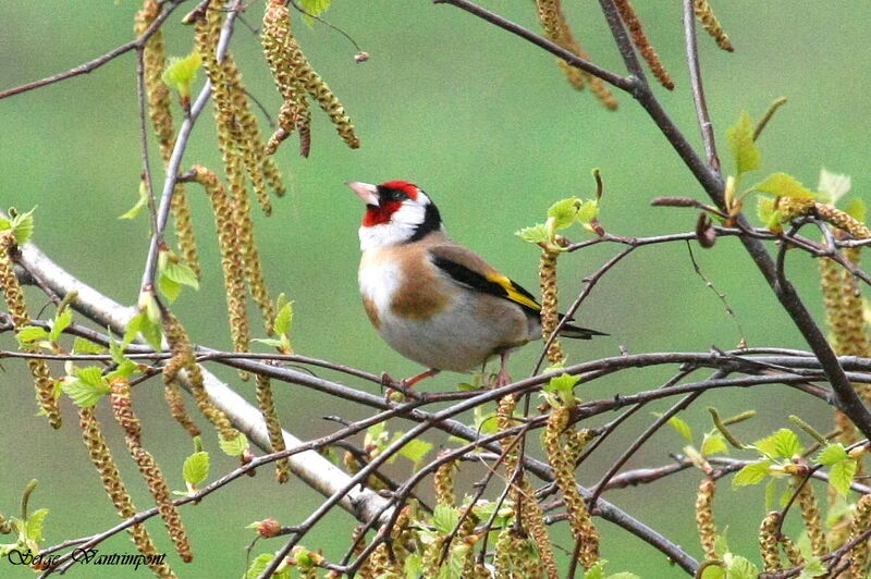 European Goldfinch, feeding habits